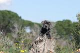 CANE CORSO 350